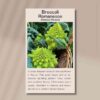 broccoli-romanesco-front