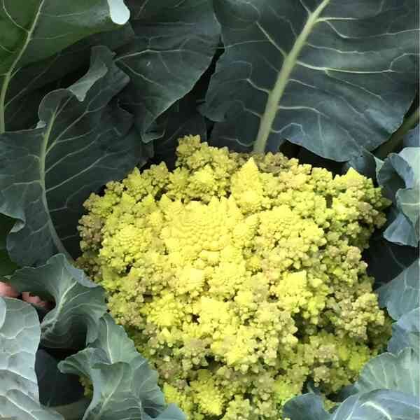 broccoli-romanesco-seeds-1 broccoli-romanesco-seeds-1