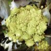 broccoli-romanesco-seeds-3