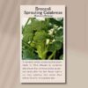 broccoli-sprouting-calabrese-seed-packet-front