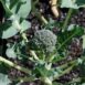 broccoli-sprouting calabrese-seeds-1