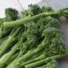 broccoli-sprouting calabrese-seeds-2