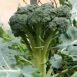 broccoli-sprouting calabrese-seeds-3