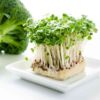 broccoli-sprouting-calabrese-seeds-6