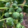 brussels-sprouts-long-island-improved-seeds-1