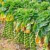 brussels-sprouts-long-island-improved-seeds-2