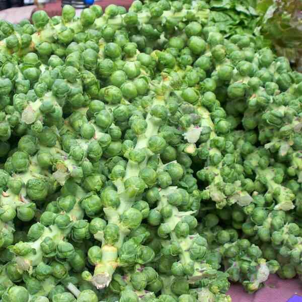 brussels-sprouts-long-island-improved-seeds-3 brussels-sprouts-long-island-improved-seeds-3