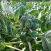 brussels-sprouts-long-island-improved-seeds-5