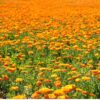 calendula-pacific-beauty-seed-2