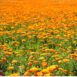 calendula-pacific-beauty-seed-2