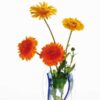 calendula-pacific-beauty-seed-3