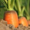 carrot-all-seasons-seeds-1