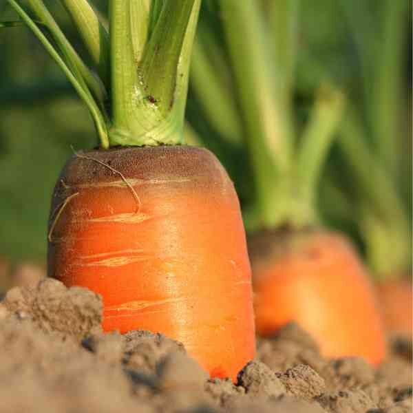 carrot-all-seasons-seeds-1 carrot-all-seasons-seeds-1
