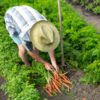 carrot-all-seasons-seeds-2