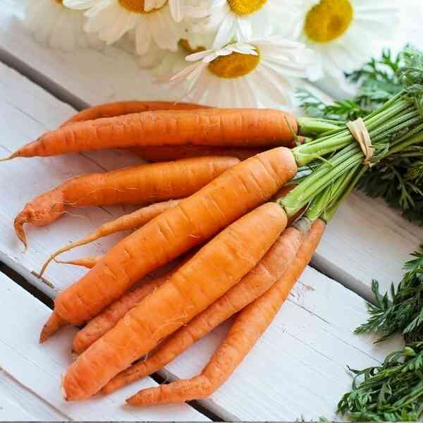carrot-chantenay-seeds-6 carrot-chantenay-seeds-6