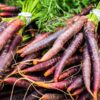 carrot-cosmic-purple-seeds-1