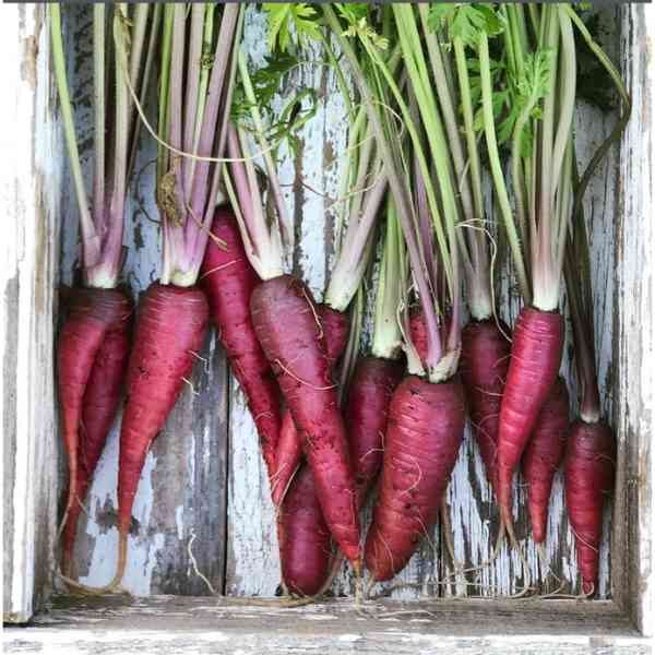 carrot-cosmic-purple-seeds-6 carrot-cosmic-purple-seeds-6
