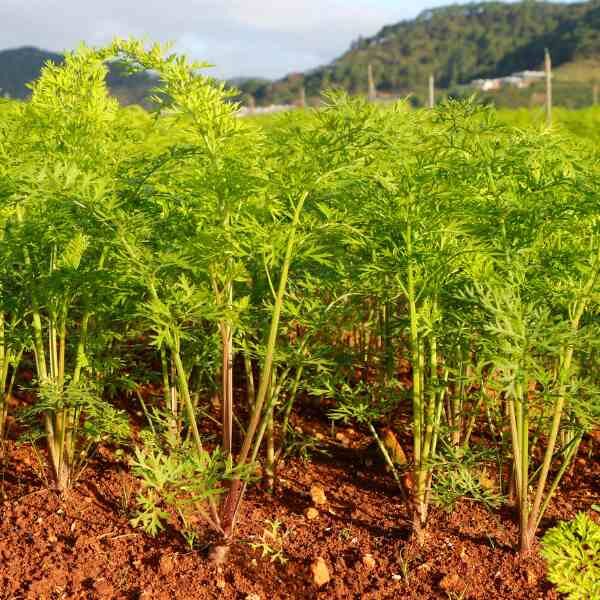 carrot-nantes-darcy-seeds-3 carrot-nantes-darcy-seeds-3