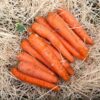 carrot-royal-chantenay-2