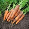 carrot-royal-chantenay-seeds-2