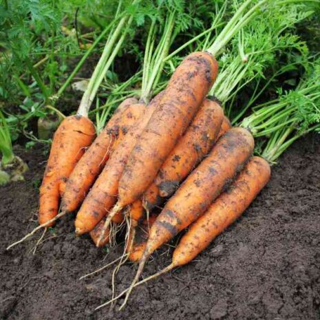 carrot-royal-chantenay-seeds-2