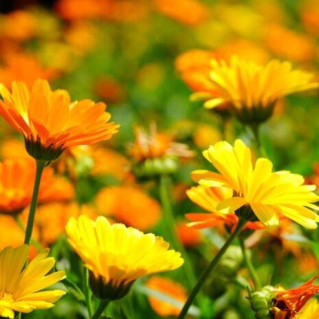 herb-calendula-seeds