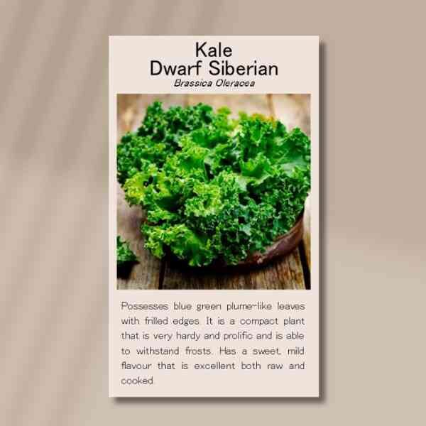 kale-dwarf-siberian-back kale-dwarf-siberian-back