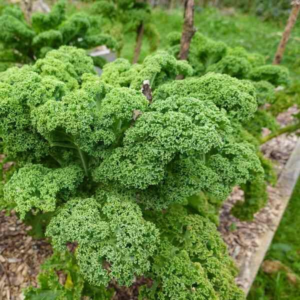 kale-dwarf-siberian-seeds-2 kale-dwarf-siberian-seeds-2