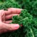 kale-dwarf-siberian-seeds-3