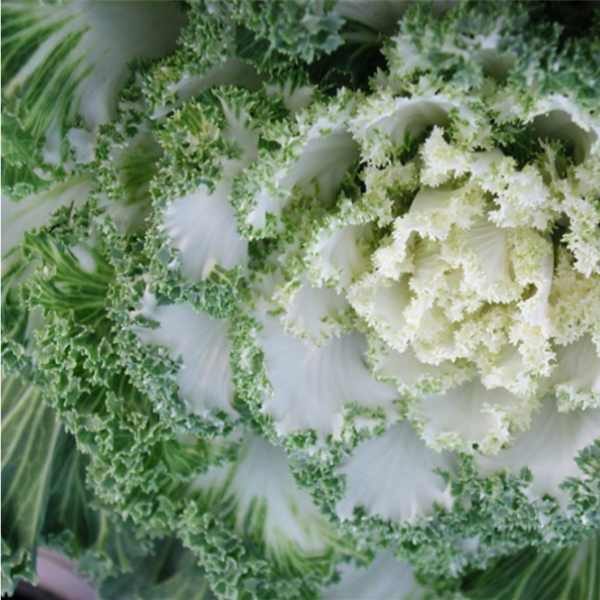 kale-ivory-garden-seeds