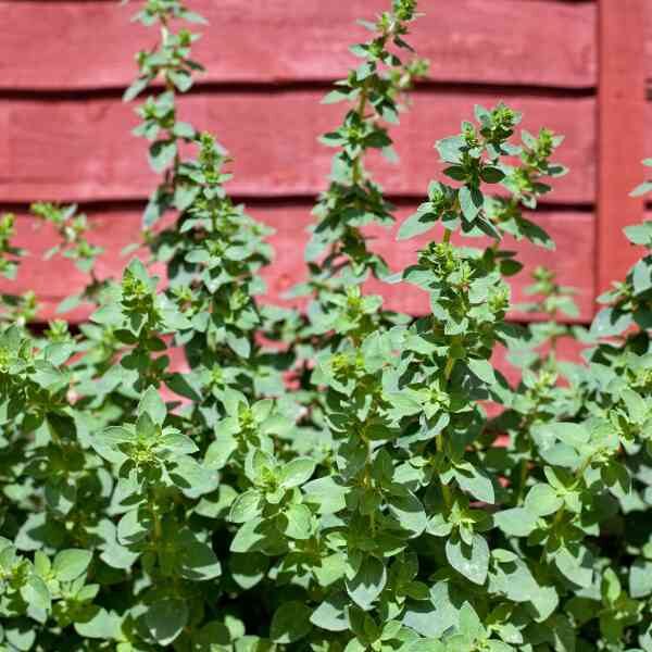 oregano-vulgare-seeds-3 oregano-vulgare-seeds-3