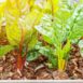 silverbeet-rainbow-chard-seed-2