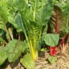 silverbeet-rainbow-chard-seed-3