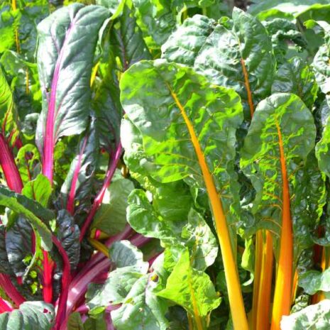 silverbeet-rainbow-chard-seed