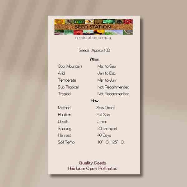 spinach-bloomsdale-back spinach-bloomsdale-back