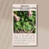 spinach-bloomsdale-front