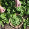 spinach-bloomsdale-seeds-1