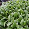 spinach-bloomsdale-seeds-4