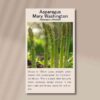 Asparagus mary washington front