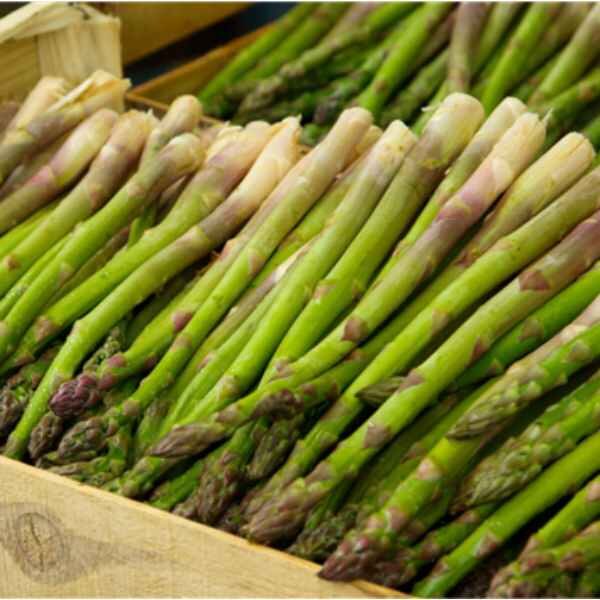 asparagus-mary-washington -seed