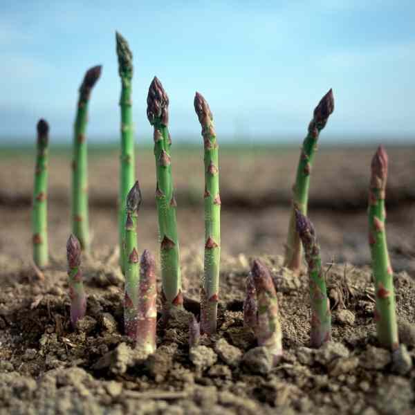 asparagus-mary-washington-seeds-1 asparagus-mary-washington-seeds-1