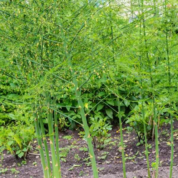 asparagus-mary-washington-seeds-3 asparagus-mary-washington-seeds-3