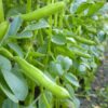 broad-bean-aquadulce-seeds-1