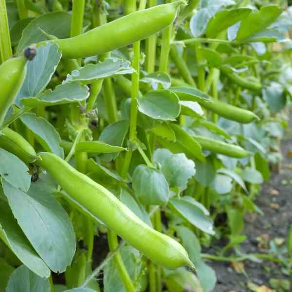 broad-bean-aquadulce-seeds-1 broad-bean-aquadulce-seeds-1