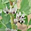 broad-bean-aquadulce-seeds-2