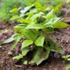 broad-bean-aquadulce-seeds-3