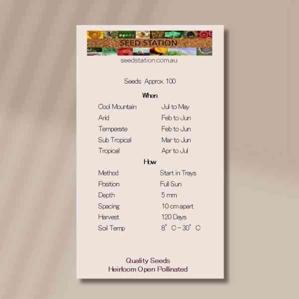 cauliflower-purple-Sicily-back cauliflower-purple-Sicily-back