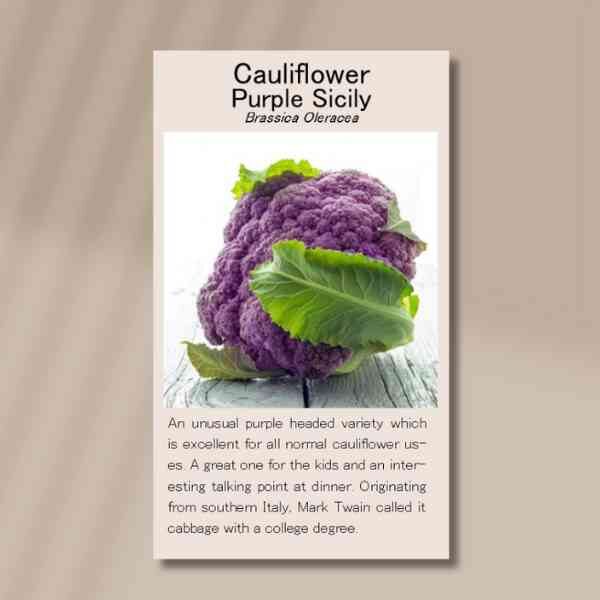 cauliflower-purple-Sicily-front cauliflower-purple-Sicily-front