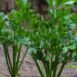 celery-sprouting-eln-green-seeds-2