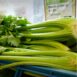 celery-sprouting-eln-green-seeds